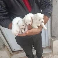 فروش ۴عددتوله پشمی ریز|سگ|داراب, |دیوار