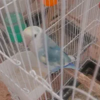 طوطی برزیلی|پرنده|مرودشت, ژیان|دیوار