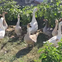 قو غاز و غاز اکراینی