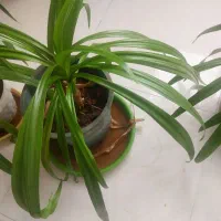 فروش گل اشکه ملکه|گل و گیاه طبیعی|اصفهان, بهارستان|دیوار