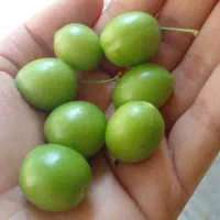 الوچه درشت نوبرانه تازه حاصل