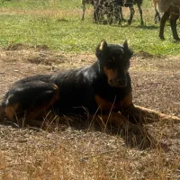 سگ دوبرمن ۱ساله ماده