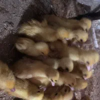 جوجه اردک روسی