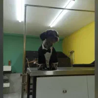 سگ شیتزو خونوادگی|سگ|قائمشهر, |دیوار