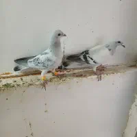 یک جفت شامی پولکی