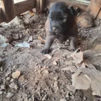 واگذری دوعدد توله مالنیوز نر با مادرشون