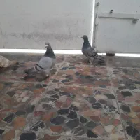 چهار کبوتر سه عدد پلاکی ویک شهری|پرنده|شیراز, دلجو|دیوار