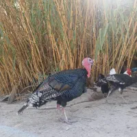 بوقلمون برنز آمریکایی|حیوانات مزرعه|ارم, |دیوار