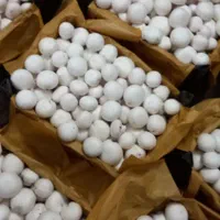 آموزش حضوری و عملی پرورش قارچ دکمه ای|خدمات آموزشی|شیراز, منصورآباد|دیوار