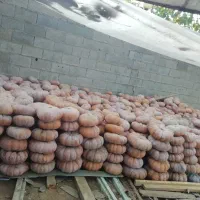 طلای گیلان|جواهرات|صومعه‌سرا, |دیوار