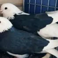 کفتر پرشی|پرنده|تهران, شهرک غرب|دیوار