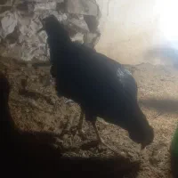 خلنگ خروس گلین|حیوانات مزرعه|ششده و قره بلاغ, |دیوار