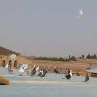 کفتر جون )اگهی را بخونید لطفا(|پرنده|یزد, |دیوار