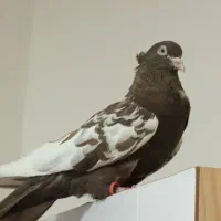 کبوتر سینه ای