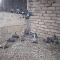 مسافتی  کیلومتری