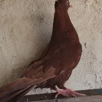 سرخ ماده|پرنده|اقبالیه, |دیوار