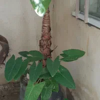 گل باباآدم سرحال