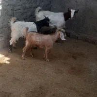 بزو بی|حیوانات مزرعه|خرم‌آباد, |دیوار