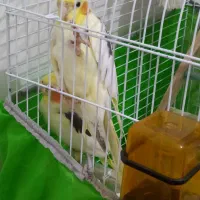 بهترین نژاد طوطی عروس زعفرانی نر|پرنده|رشت, سعدی (تختی)|دیوار