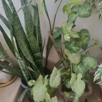 گل طبیعی