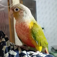 گیرینچیک دستی