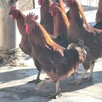 خروس ۲ کیلو نیم