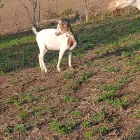 خالص اصیل|حیوانات مزرعه|ساری, |دیوار