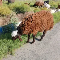 فروش گوسفند پرواری چاق