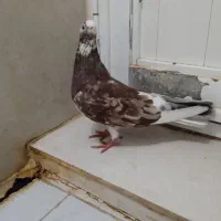 سرور|پرنده|تبریز, |دیوار