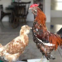 مجسمه طبیعی|مجسمه، تندیس، ماکت|اصفهان, جلفا|دیوار
