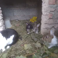 بچه خرگوش ۴عدد