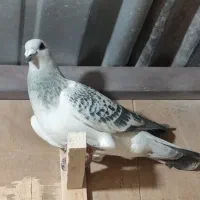 بدرنگ شامی نر پریده|پرنده|رفسنجان, |دیوار