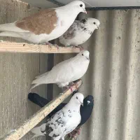 کبوتر پرشی یکجا