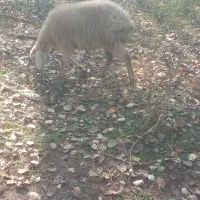 ۵ عدد توغلو ماده|حیوانات مزرعه|پارس‌آباد, |دیوار