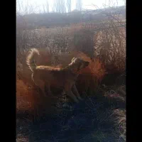 سگ سراب قدیم