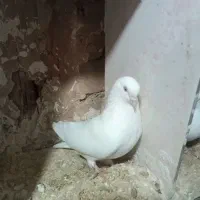 یک جفت کفتر پرسی اغ‌ گوز
