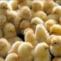 فروش جوجه گوشتی و ادرک محلی بهترین کیفیت