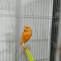 قناری نر پرتقالی سرخ ابلغ