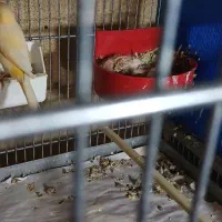 سه جفت قناری هر کدام سه تا جوجه دارند