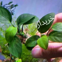 گل آکواریومی آنوبیاس