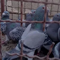 28عدد پلاکی درجه یک|پرنده|اهواز, شریعتی جنوبی|دیوار