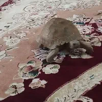 لاک پشت