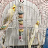 عروس هلندی و هدلایت پژویی
