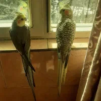 عروس هلندی با قفس در حد نو