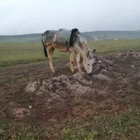 خر حیواناتی