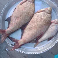 ماهی تازه صید روز|ماهی|اهر, |دیوار