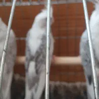 عروس هلندی جوجه|پرنده|بجنورد, |دیوار