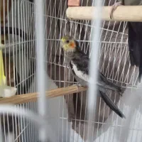 عروس هلندی نر سخنگو ۵ماهه