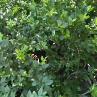 شمشاد طلایی و یاس هلندی گلدان شماره هفت|گل و گیاه طبیعی|کتالم و سادات شهر, |دیوار