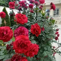 باغچه کاری و نگهداری اصولی باغچه|خدمات باغبانی و درختکاری|آمل, |دیوار